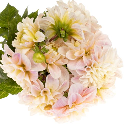 Dahlia rosa Sweet Natalie 50cm