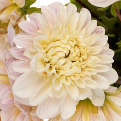 Dahlia rosa Sweet Natalie 50cm