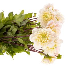 Dahlia rosa Sweet Natalie 50cm