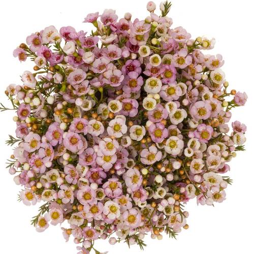 Wachsflower hell rosa Choir Girl 55 Gramm 60cm