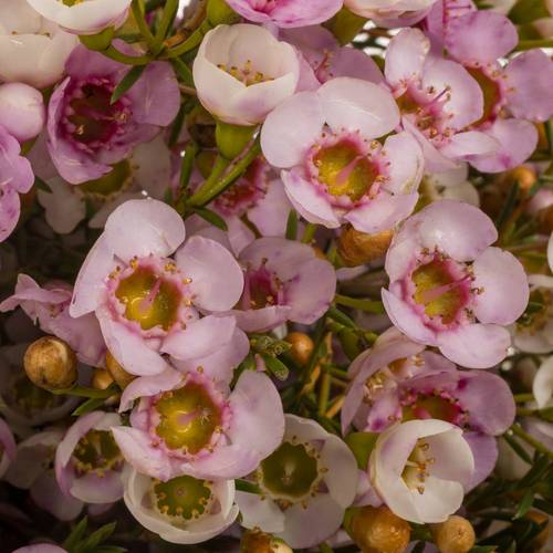 Wachsflower hell rosa Choir Girl 55 Gramm 60cm