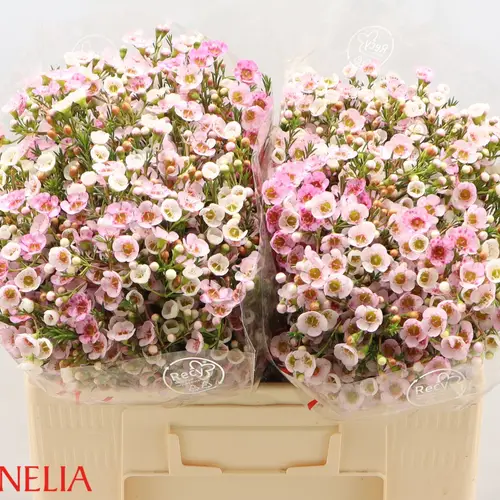 Wachsflower rosa Choir Girl 55 Gramm 55cm
