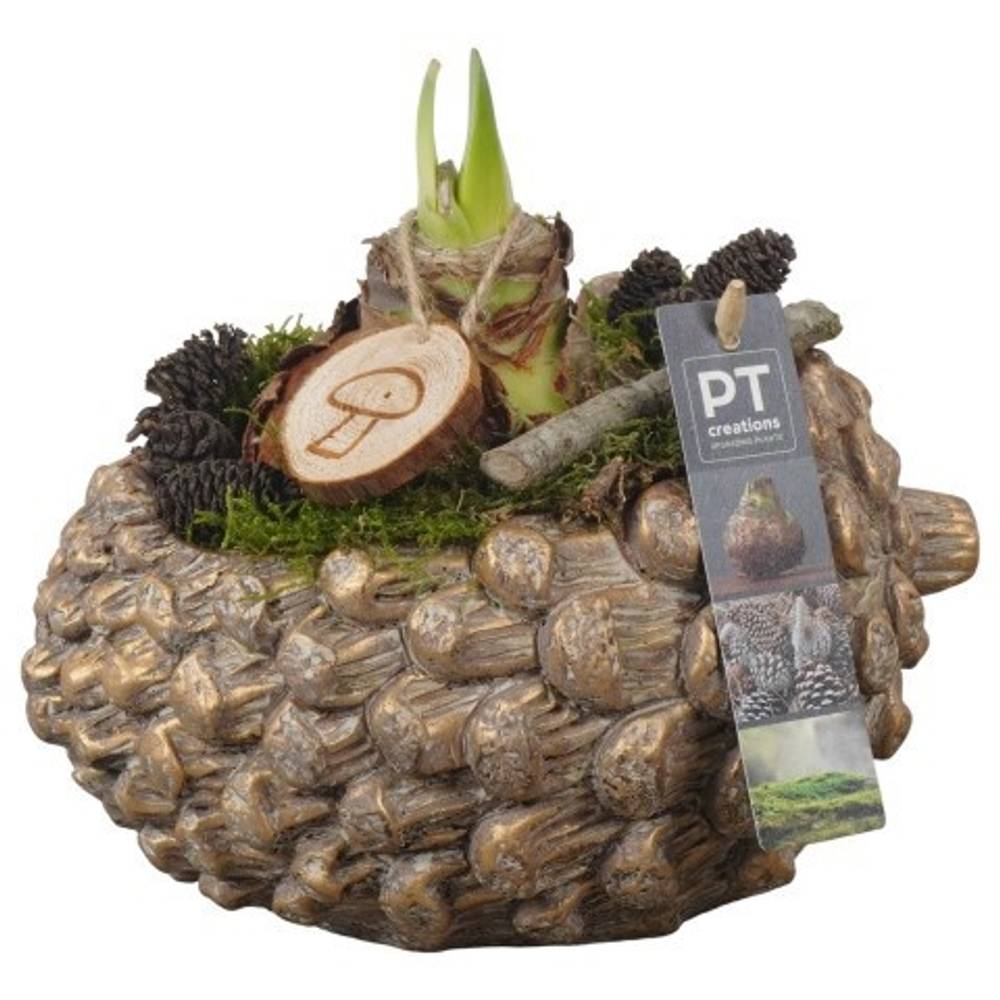 Amaryl.Arr PTAA7520 rote Bl. T21 H024