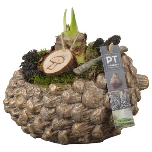 Amaryl.Arr PTAA7520 rote Bl. T21 H024