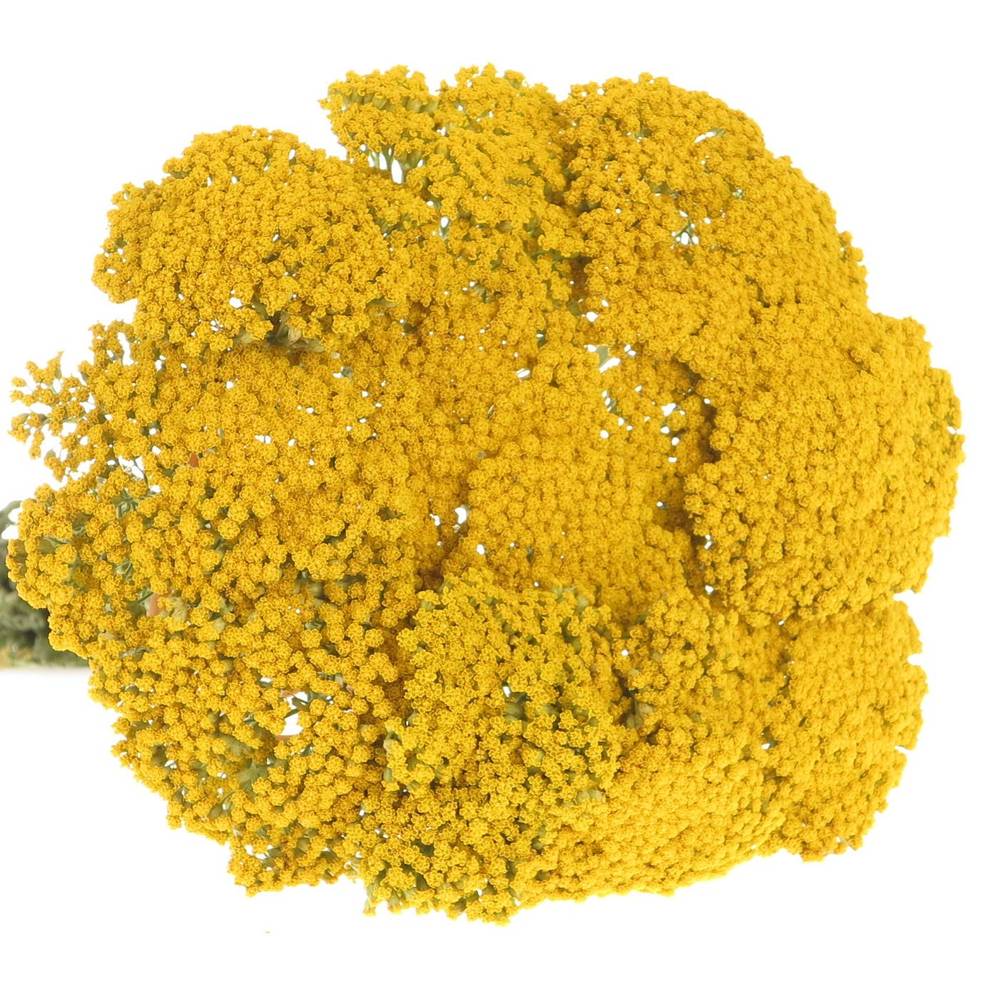 Achillea gelb Parker 60cm
