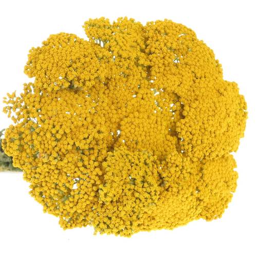 Achillea gelb Parker 60cm