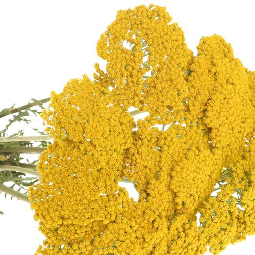 Achillea gelb Parker 60cm