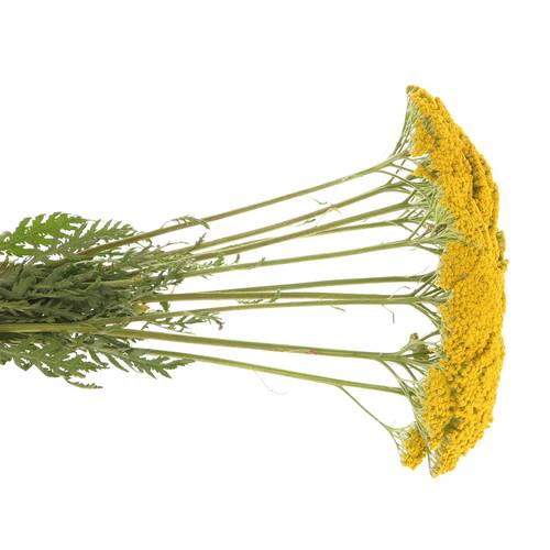 Achillea gelb Parker 60cm