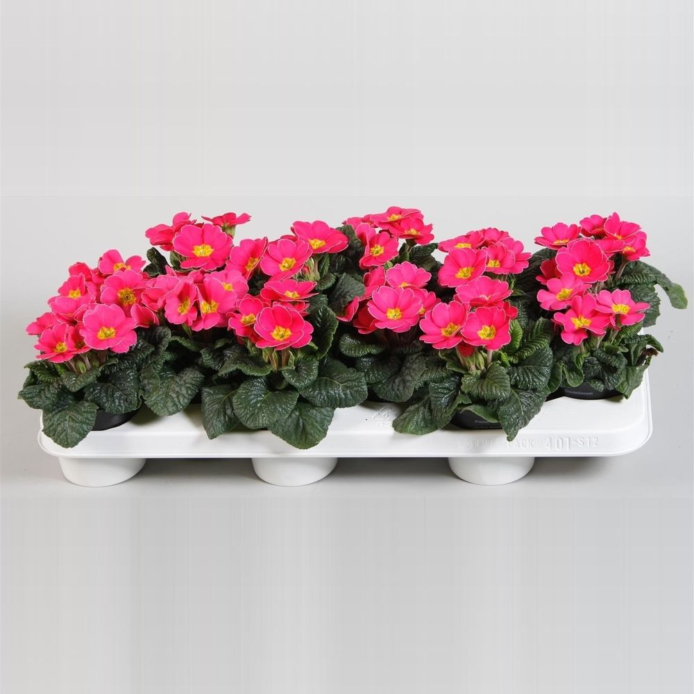 Pr.Acaulis rosa T10,5 H15