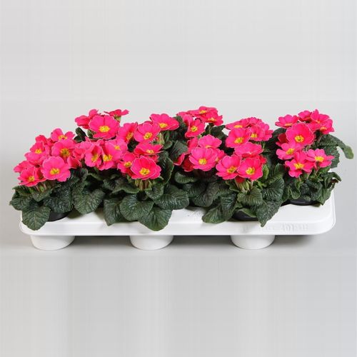 Pr.Acaulis rosa T10,5 H15