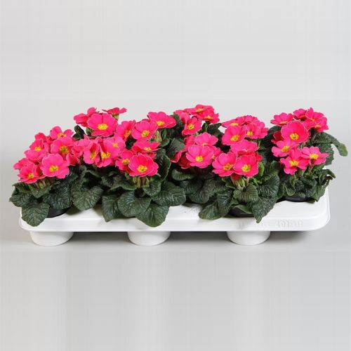 Pr.Acaulis rosa T10,5 H15