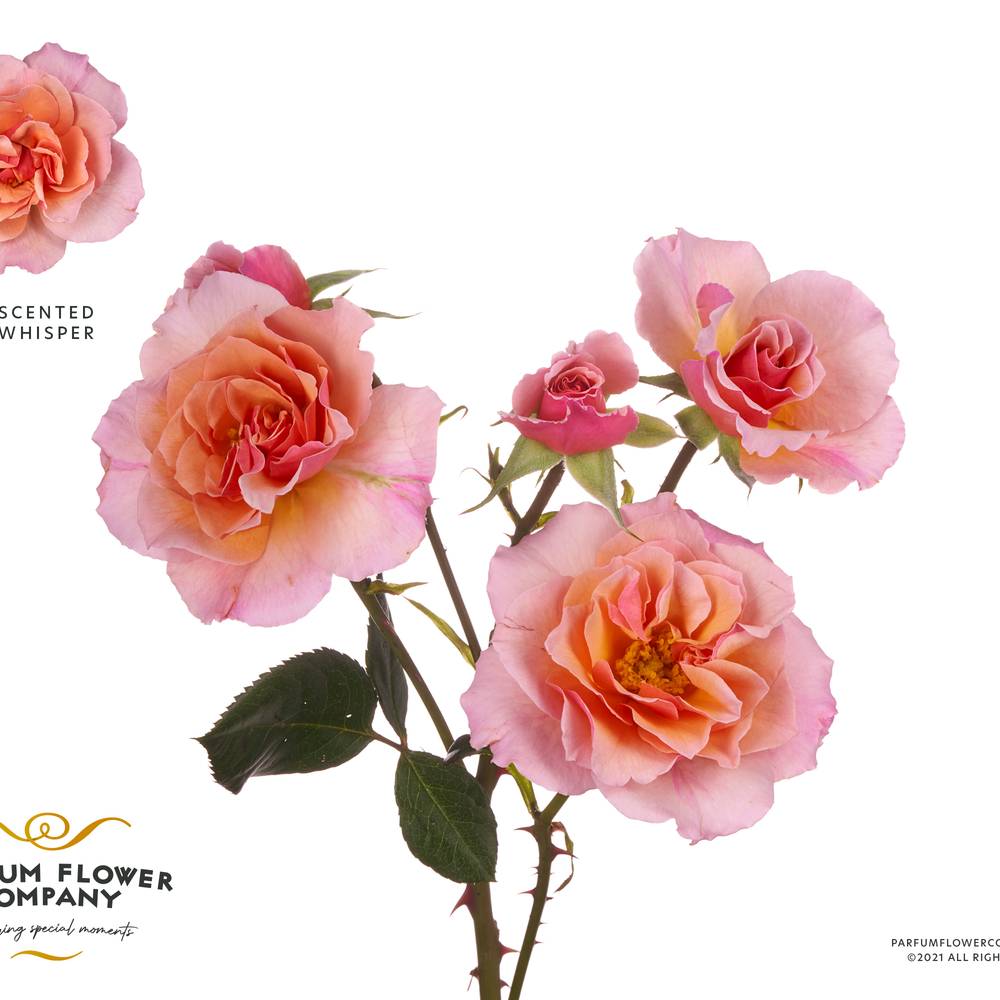 Rose verzweigt hell rosa/orange Whisper 50cm Duftend