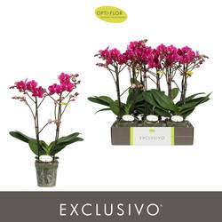 Phal.2-R fuchsia Asian Violin Exclusivo T12 H045
