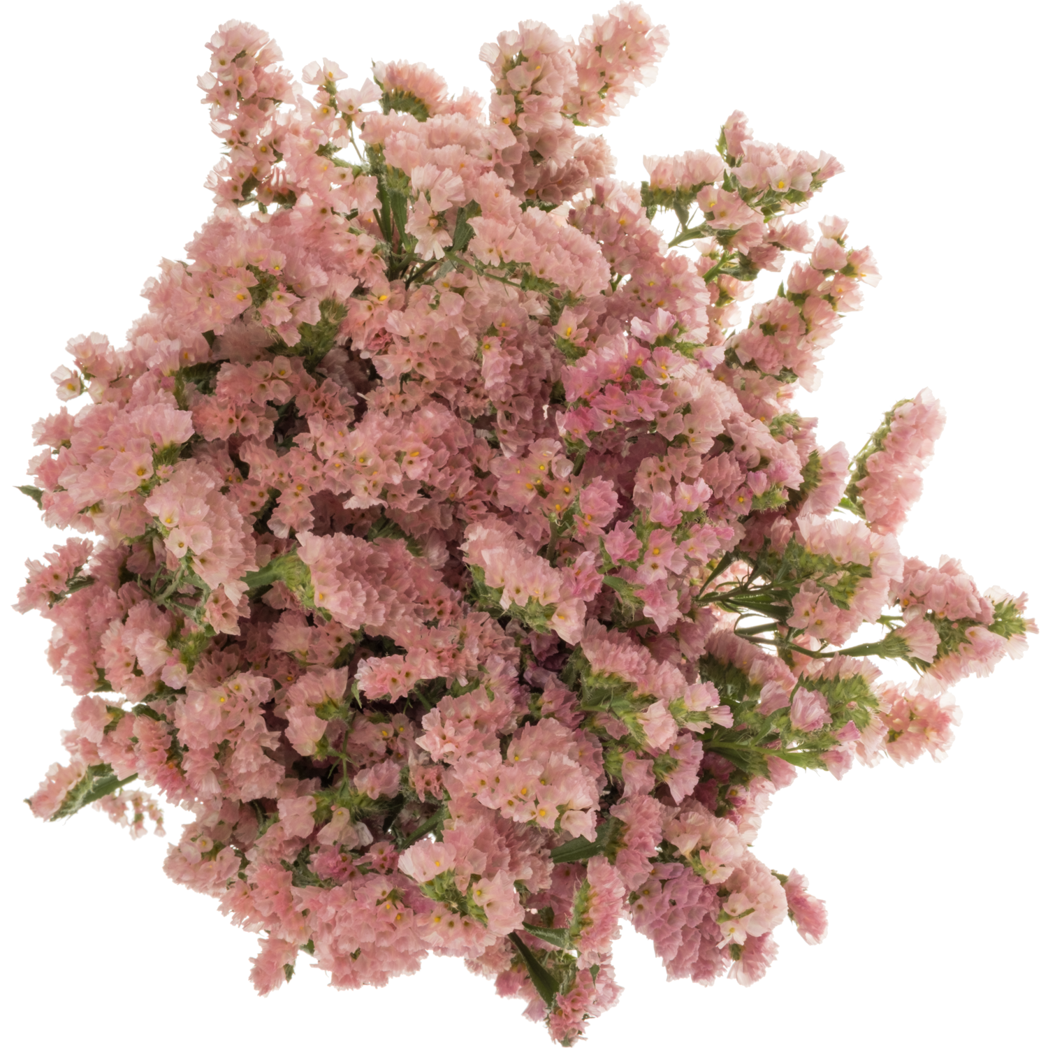 Statice apricot Peach Wings 42 Gramm 80cm