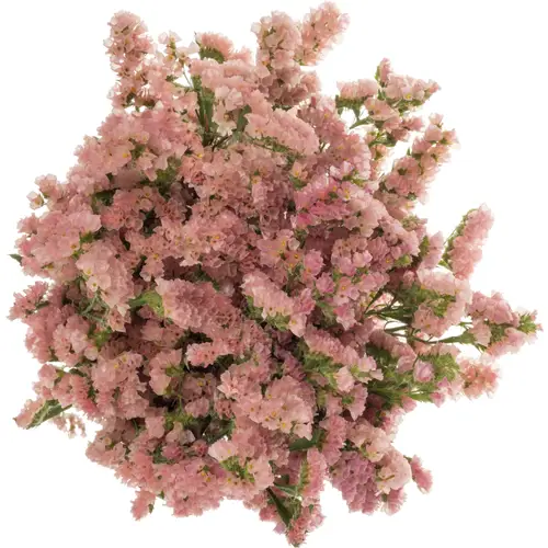Statice apricot Peach Wings 42 Gramm 80cm