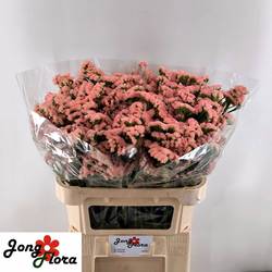 Statice apricot Peach Wings 45Gramm 80cm