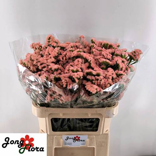 Statice apricot Peach Wings 45Gramm 80cm