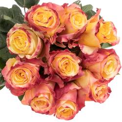 Rose gelb/orange Sunset (Ec) 50cm X10
