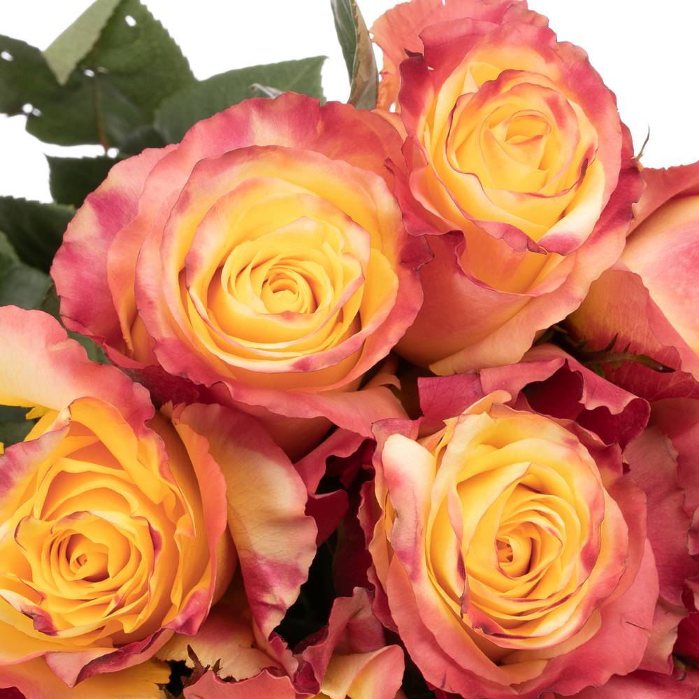 Rose gelb/orange Sunset (Ec) 50cm X10