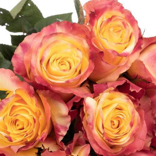 Rose gelb/orange Sunset (Ec) 50cm X10
