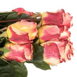 Rose gelb/orange Sunset (Ec) 50cm X10