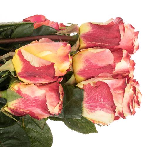 Rose gelb/orange Sunset (Ec) 50cm X10