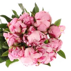 Pfingstrose rosa Ussiknow Ex 50 cm