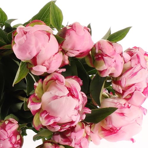 Pfingstrose rosa Ussiknow Ex 50 cm