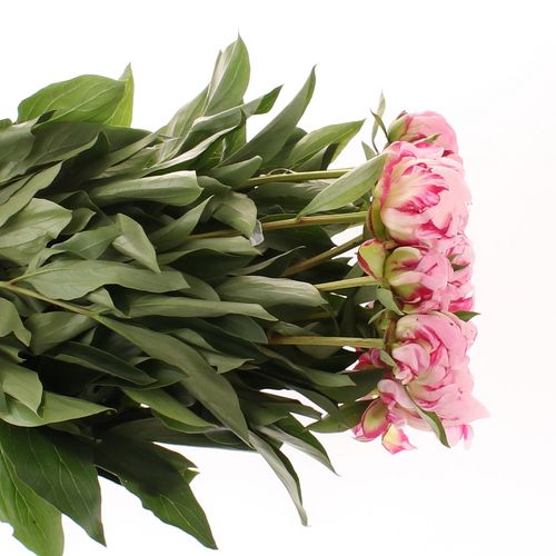 Pfingstrose rosa Ussiknow Ex 50 cm