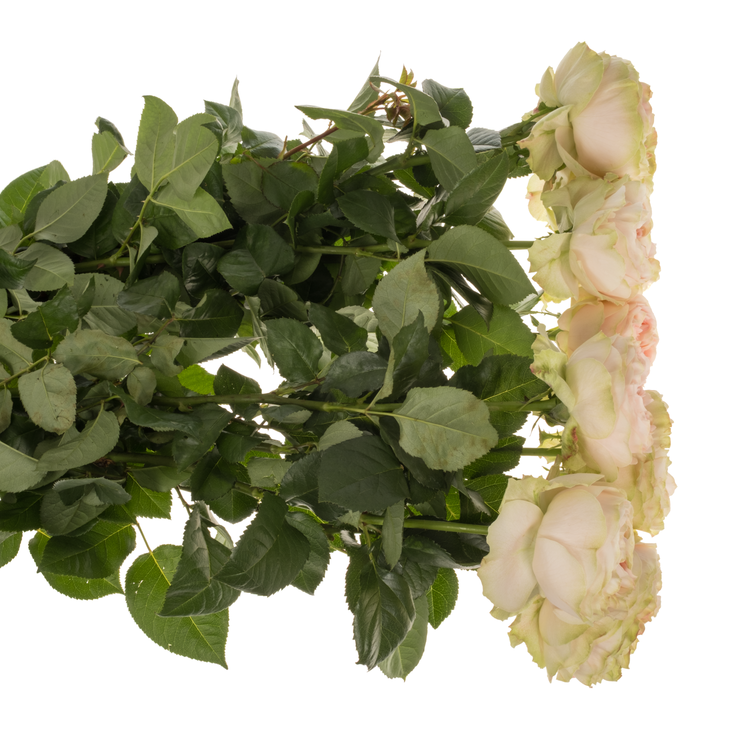Rose hell rosa/creme Cuddle gefüllt 60cm