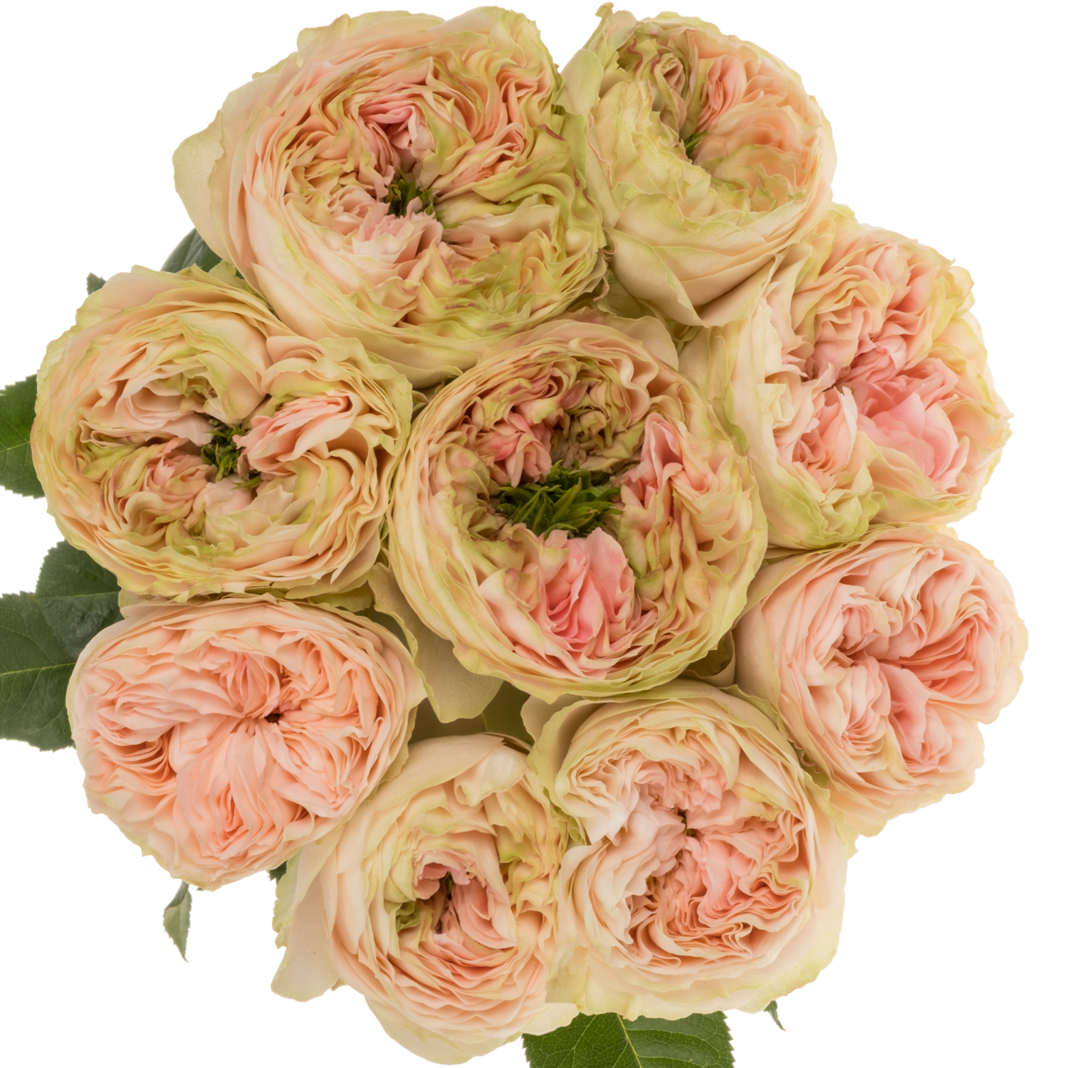 Rose hell rosa/creme Cuddle gefüllt 60cm