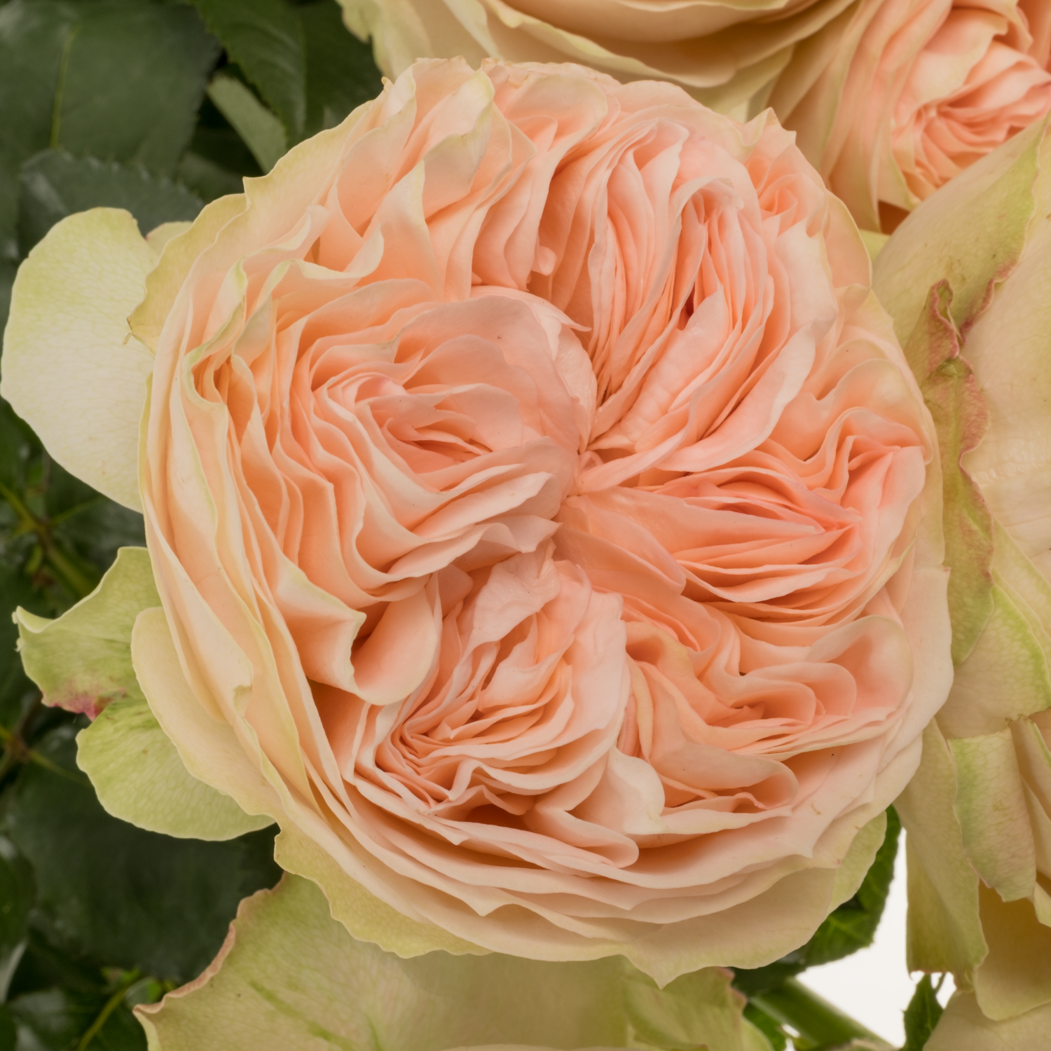 Rose hell rosa/creme Cuddle gefüllt 60cm