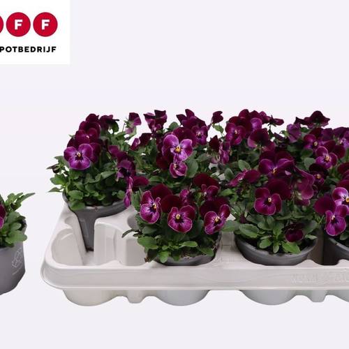 Hornveilchen lila Rasp Berry Joker T09 H012