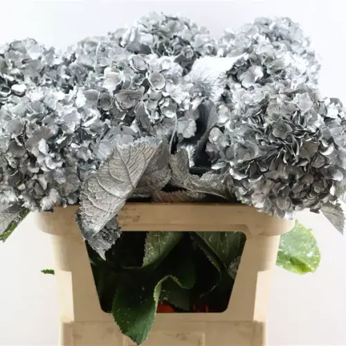 Hortensie silber gefärbt 80cm