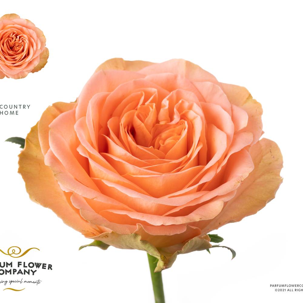 Rose orange Country Home 50cm