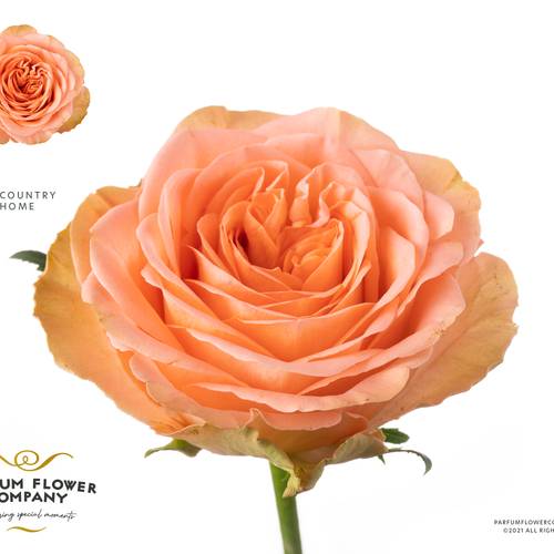 Rose orange Country Home 50cm