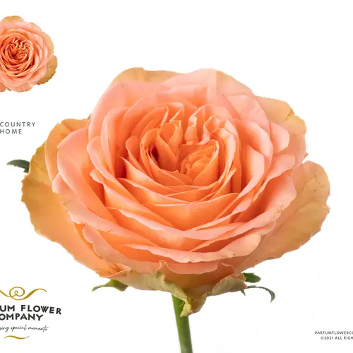 Rose orange Country Home 50cm