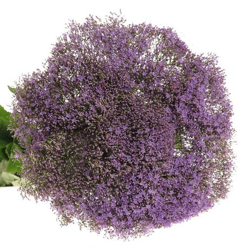 Tragelium blau hell 70cm