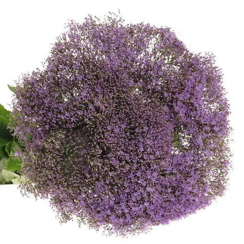 Tragelium blau hell 70cm