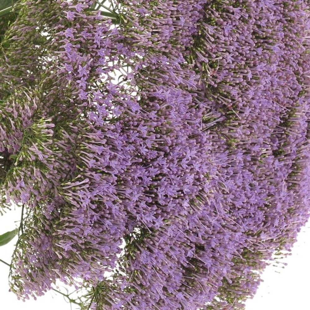 Tragelium blau hell 70cm