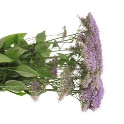 Tragelium blau hell 70cm