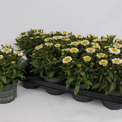 Leucanthemum creme Sweet Daisy T13 H025