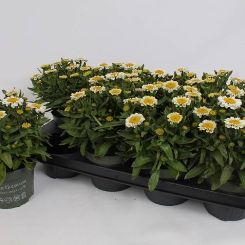 Leucanthemum creme Sweet Daisy T13 H025