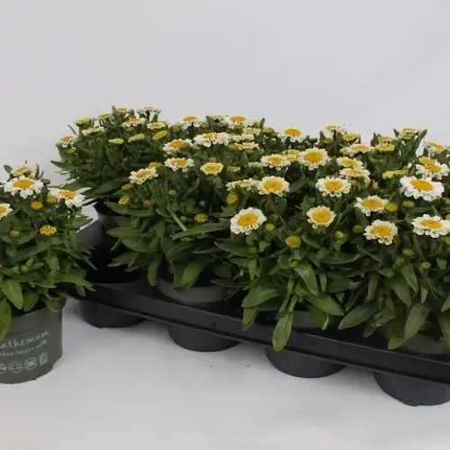 Leucanthemum creme Sweet Daisy T13 H025