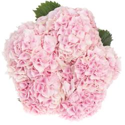 Hortensie hell rosa Pinktouch roza Bol 18cm 50cm