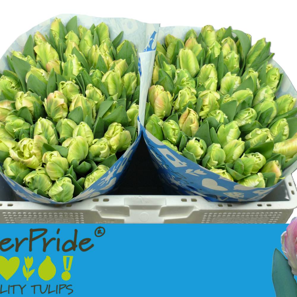 Tulpe apricot Papageien Parrot lady 32 Gramm 34cm