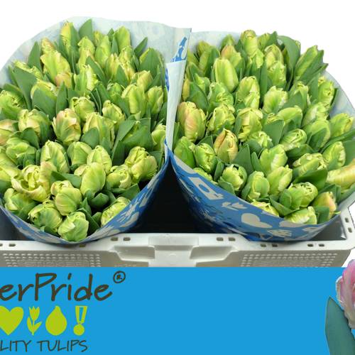 Tulpe apricot Papageien Parrot lady 32 Gramm 34cm