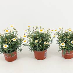 Margerite weiss T10,5 H025