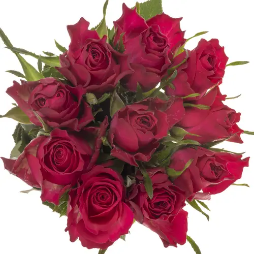 Rose fuchsia Tatjana 50cm