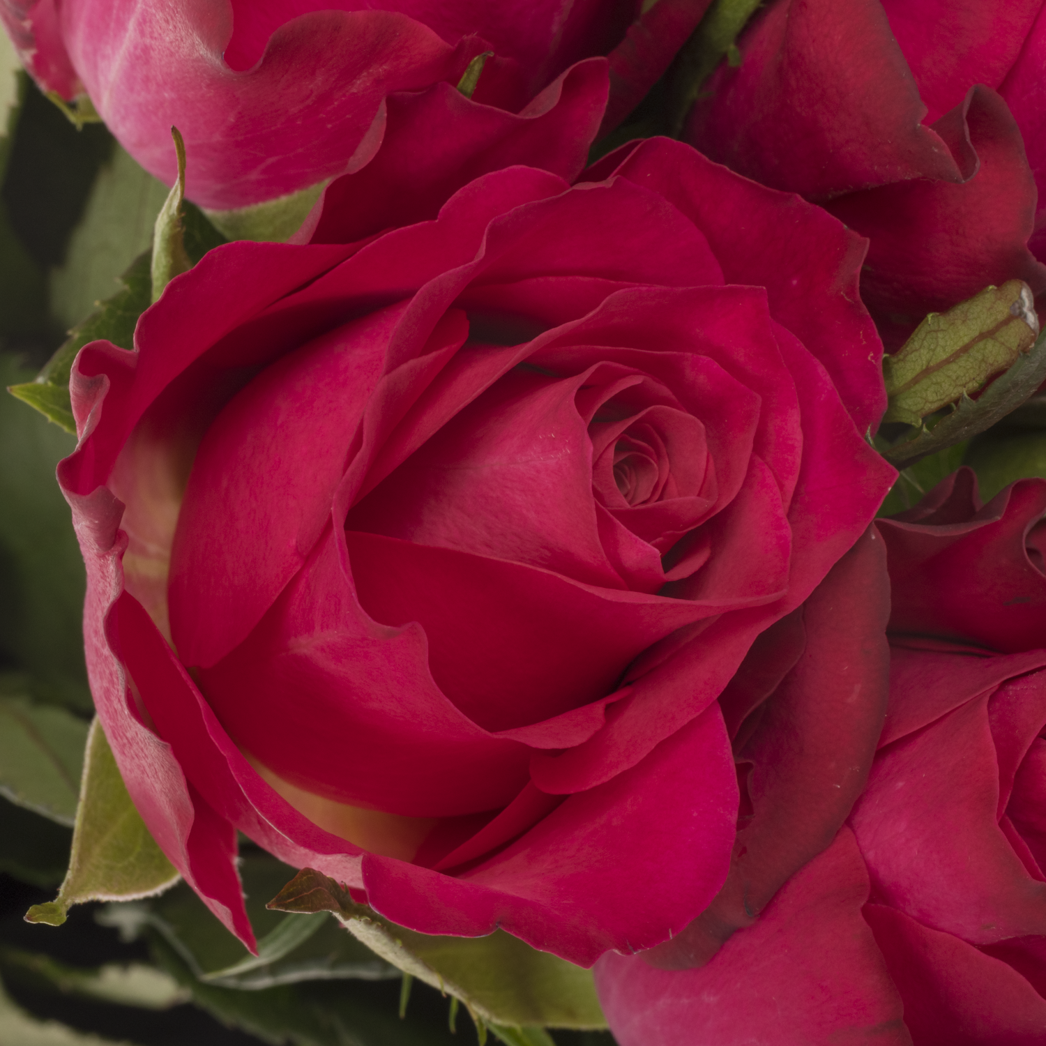 Rose fuchsia Tatjana 50cm